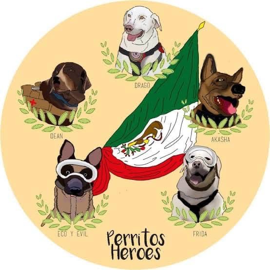 Dilo con perritos (@diloconperritos) on Twitter photo 🇲🇽🐾 Héroes de 4 patas.
El 19 de septiembre de 2017, tras el sismo en CDMX, la <a href="/SEMAR_mx/">SEMAR México</a> desplegó a sus binomios caninos. Hoy recordamos a 4 de esos valientes: Frida, Eco, Evil y Akasha.
#19DeSeptiembre #Sismo
Un hilo 🧵 en su honor ⬇️ 🇲🇽🐾 Héroes de 4 patas.
El 19 de septiembre de 2017, tras el sismo en CDMX, la <a href="/SEMAR_mx/">SEMAR México</a> desplegó a sus binomios caninos. Hoy recordamos a 4 de esos valientes: Frida, Eco, Evil y Akasha.
#19DeSeptiembre #Sismo
Un hilo 🧵 en su honor ⬇️