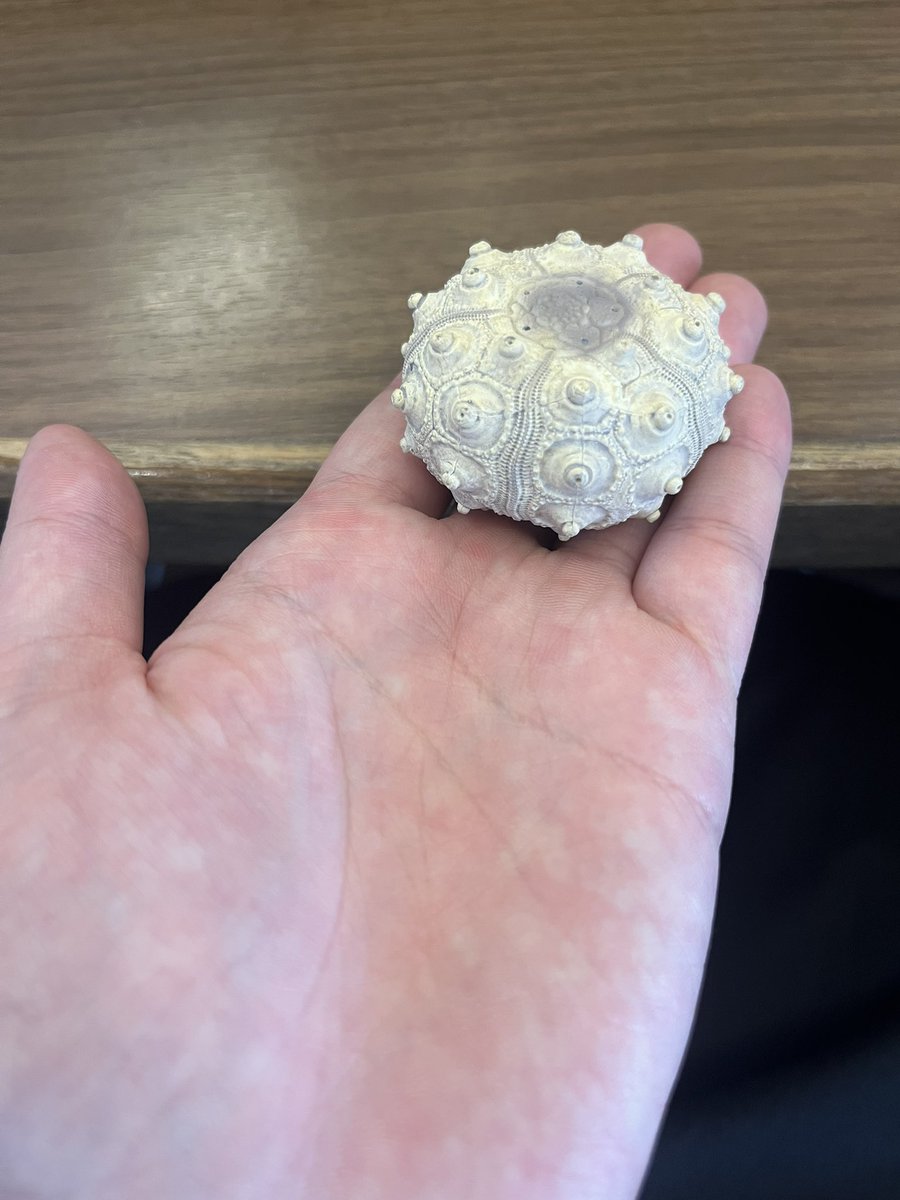 shindo_fossil's tweet image. 呪具をゲットした