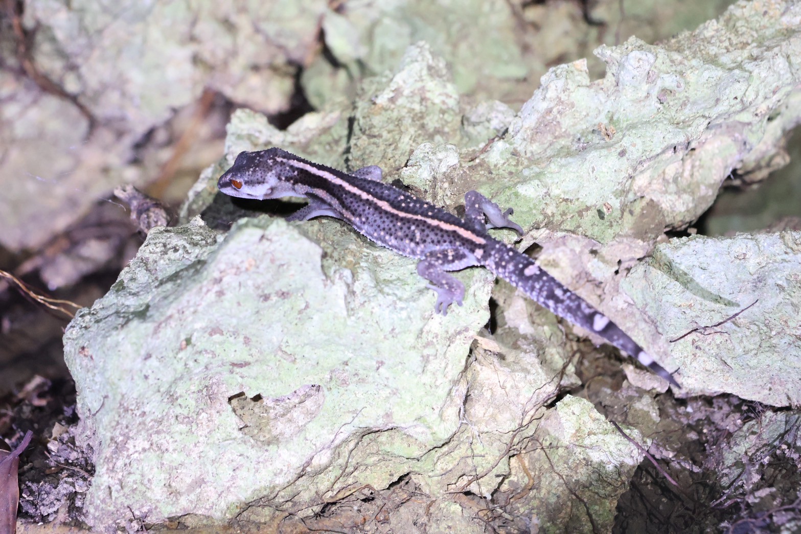 爬虫類専門店CRESTA on X: 