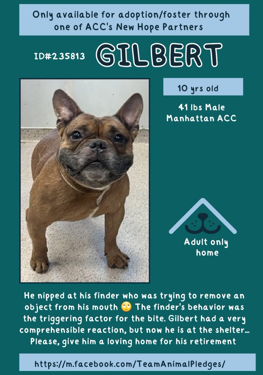 CharBolen's tweet photo. GILBERT 🩵#235813⚠️ KILL LISTED 9/20 ⚠️
NYCACC ⚠️ #SaveThisSenior ⚠️🆘
This poor senior boy needs compassion and love!!
Read info below ⬇️ He's been abandoned and
thru hell..he needs a chance for a loving home!!
#RescueOnly -Adopt with NHP ⬇️
#Foster🆘
#Pledge4Rescue please🆘 https://t.co/mzps2lqK6F