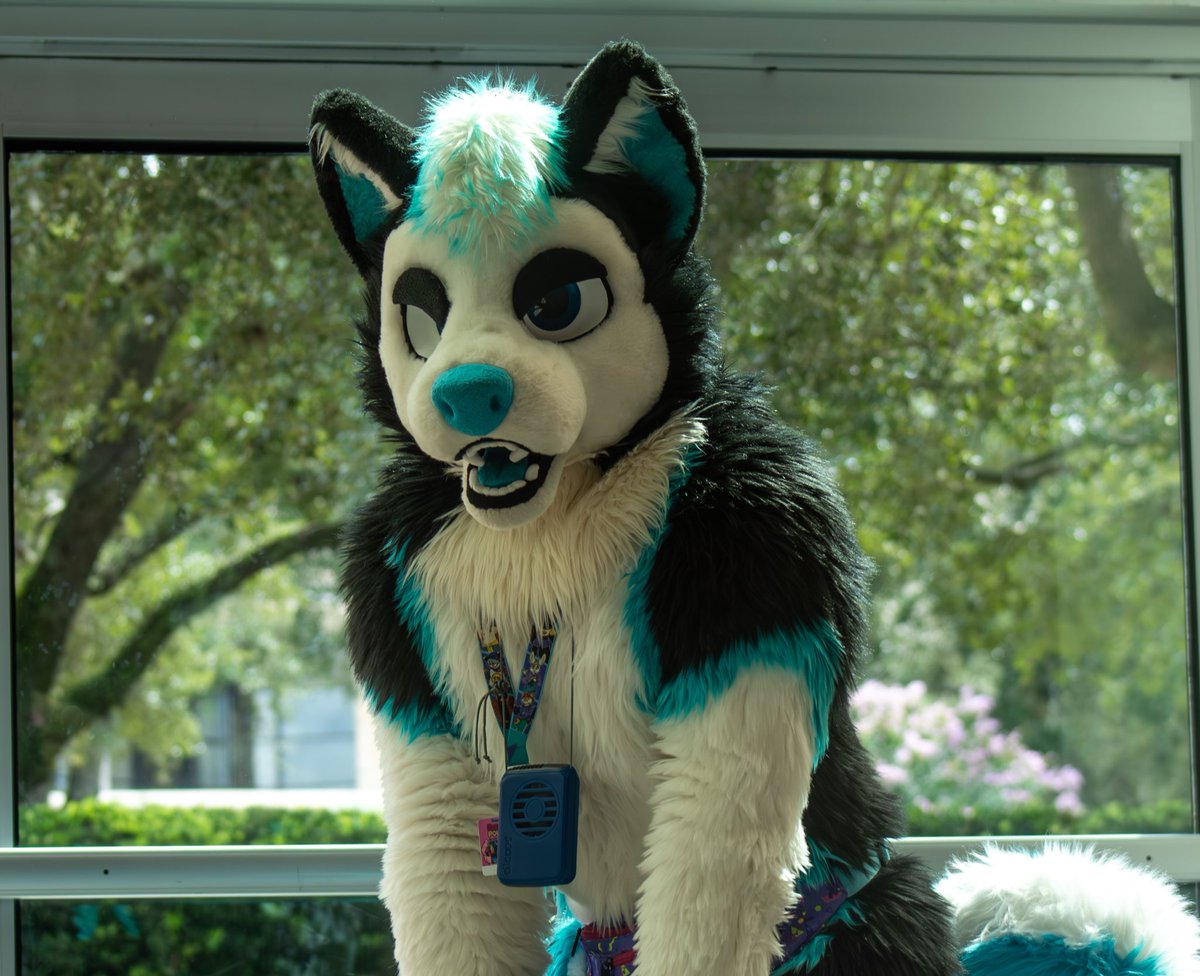 Decided to go to AFC last minute!

#FursuitFriday

📸: <a href="/StellahFish/">Stellah | Fish 🐟</a>