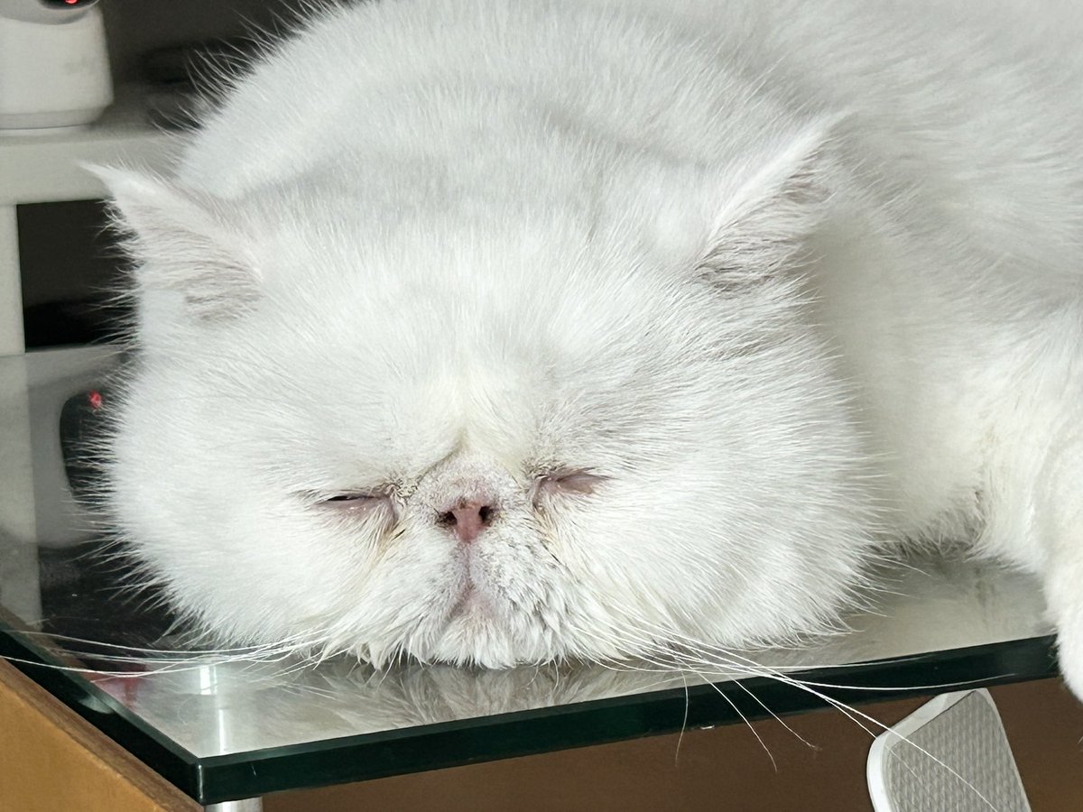 kotekage2011's tweet image. いつも飼い主側が手動で閉めてる