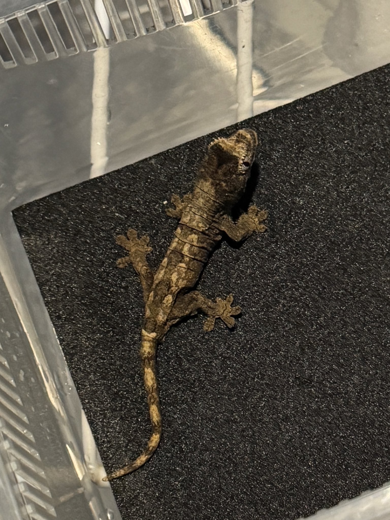 Buzzooヤモリん🦎カフェ☕✧ (最下蟲🃏公認サポーター.ʕ•̫͡•ʔ