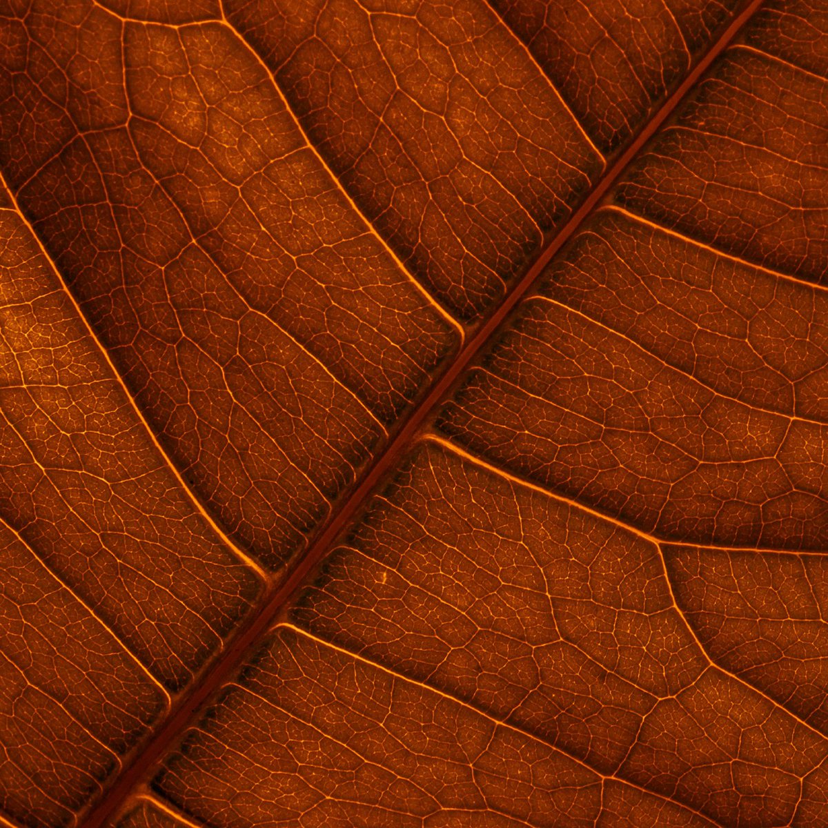 BishopFibi's tweet image. 🤎 The Power of Brown
✨ Historical &amp;amp; Cultural Significance:
Connected to the land, farming, and craftsmanship
Represents reliability, home, and nurturing of resources
In spiritual practices, used for grounding and protection

#ColorMagic #BrownEnergy #fibibishoptarot