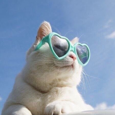 고양이 신비 (@catsinbya) on Twitter photo 