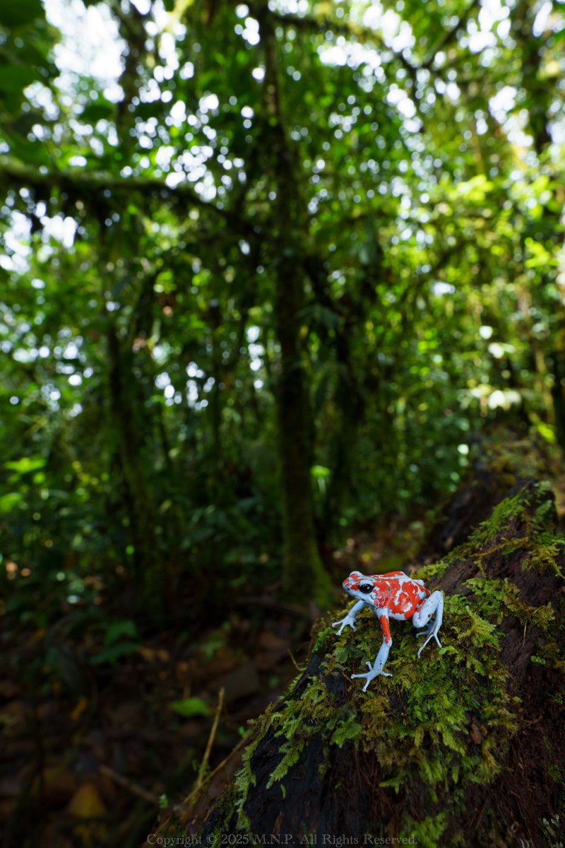 険しく、長い山道を歩いているとそこには密林の宝石が！！今回の遠征のメインターゲットを無事に撮影出来ました！！！インターネット上にちらほらある画像でしか観れないこのロカリティの個体をこの眼で観れる日が来るなんて…😭
ほんっっっっっっとうに綺麗だった…！！

Oophaga sylvatica