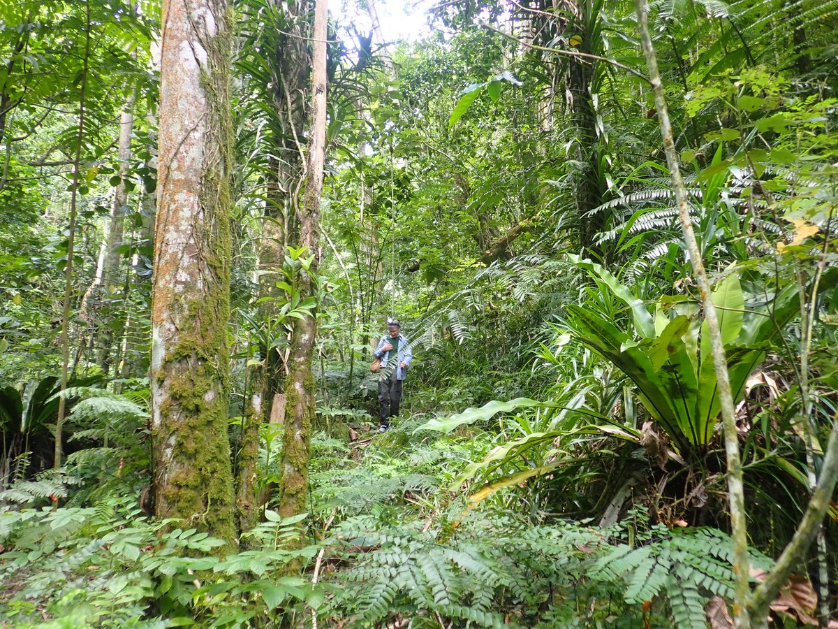 Some encouraging signs for Partula nodosa and affinis today; many released animals found again and many births. We also scouted out possible additional release sites for next year.