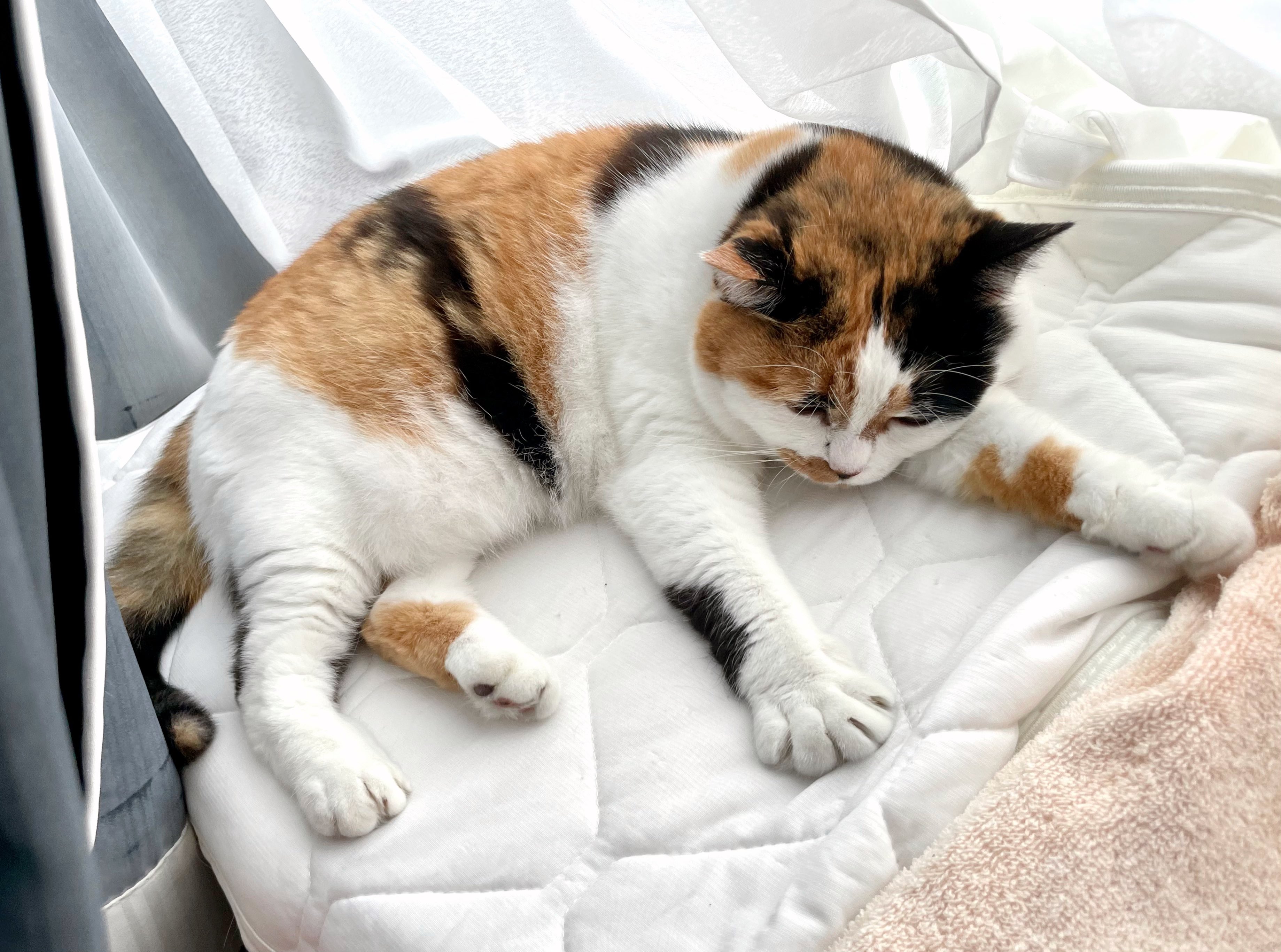 にゃんころもち (@sakura_nyancolo) / X