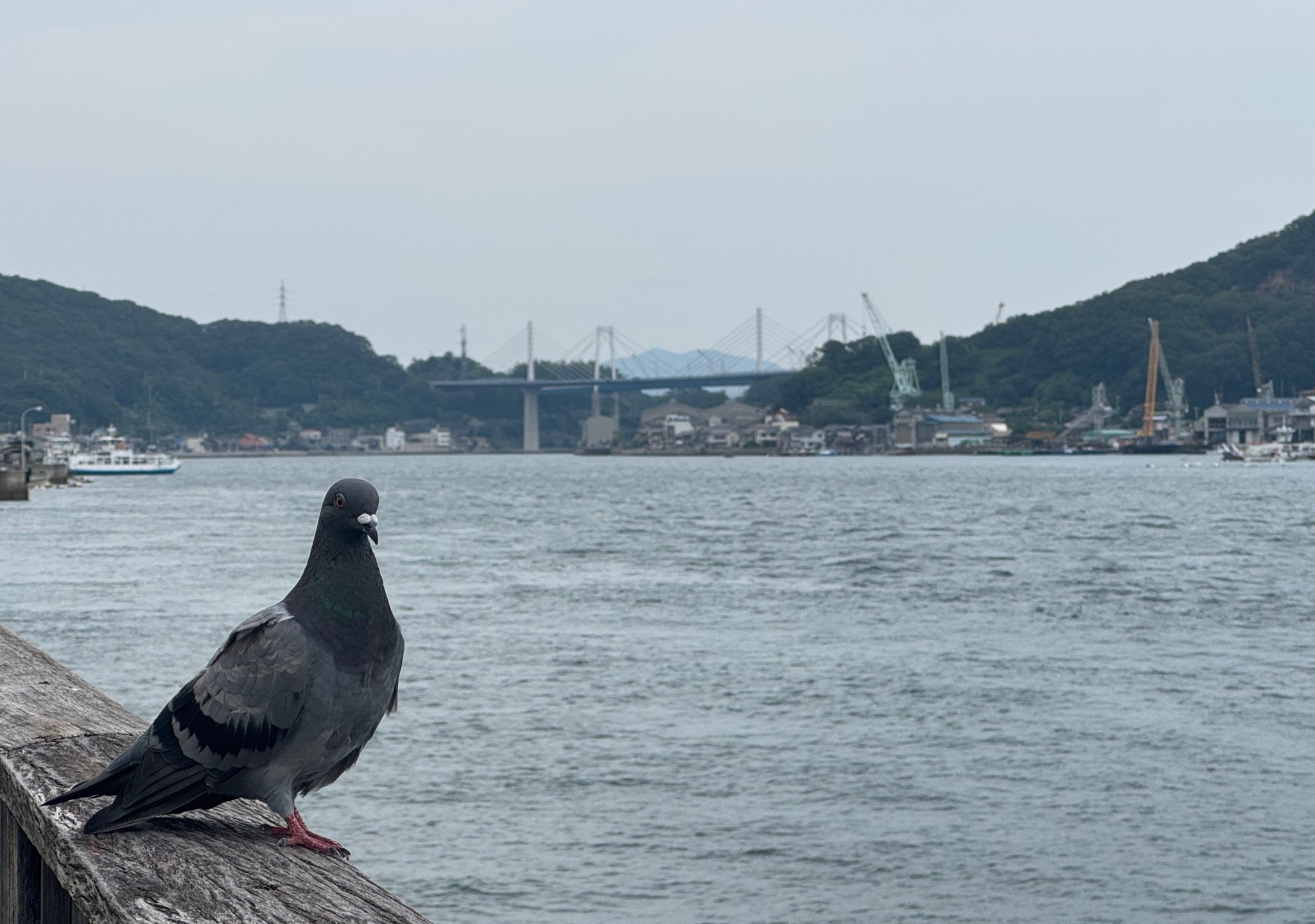 サイン入り石井隆さん終刊。(未完行作品) 石井隆Returns』🟥𝒏𝒐𝒘 𝒔𝒉𝒐𝒘𝒊𝒏𝒈🟦 (@Ishii_Returns) / X