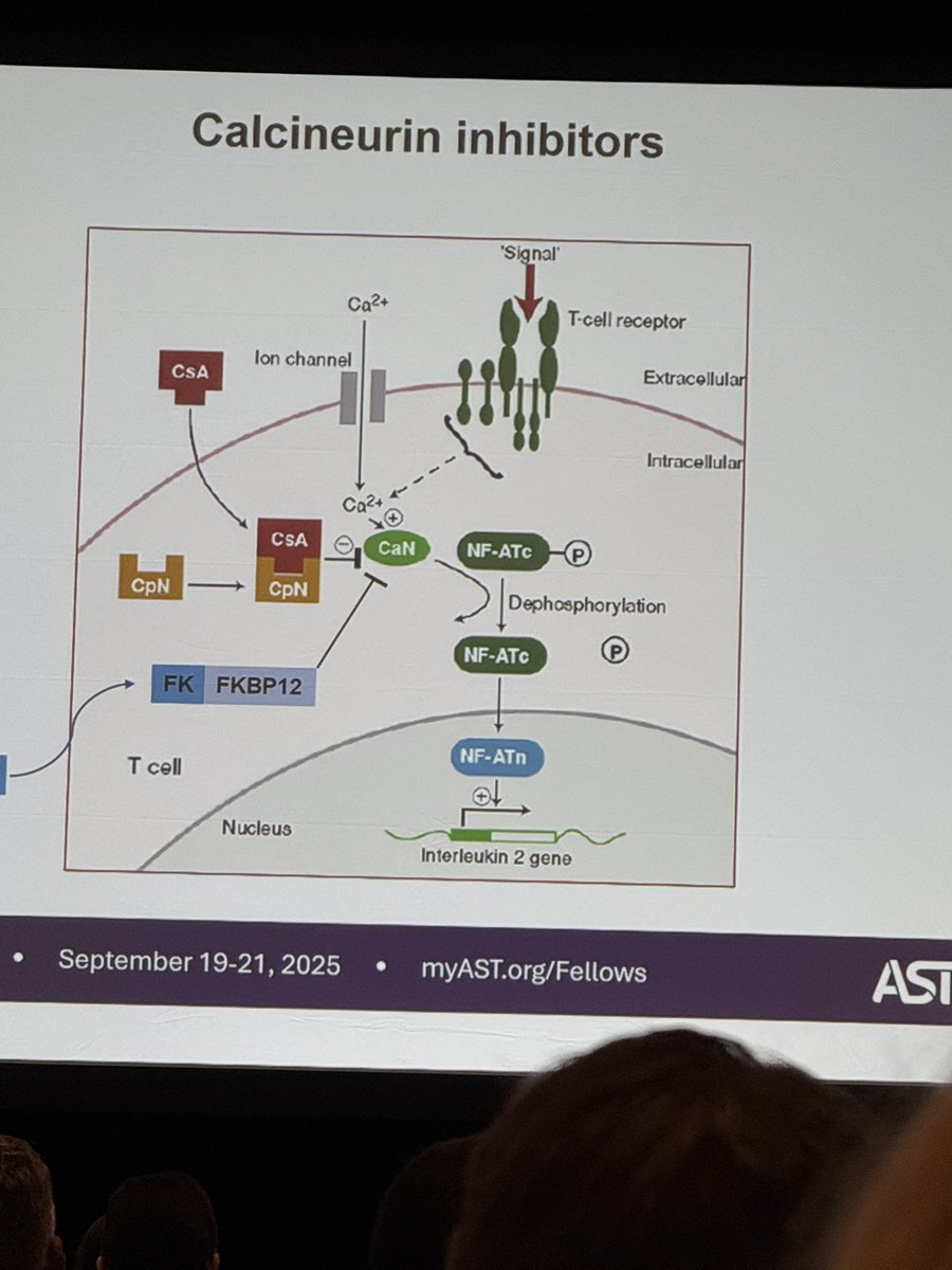 Mahmoud Musa tweet media