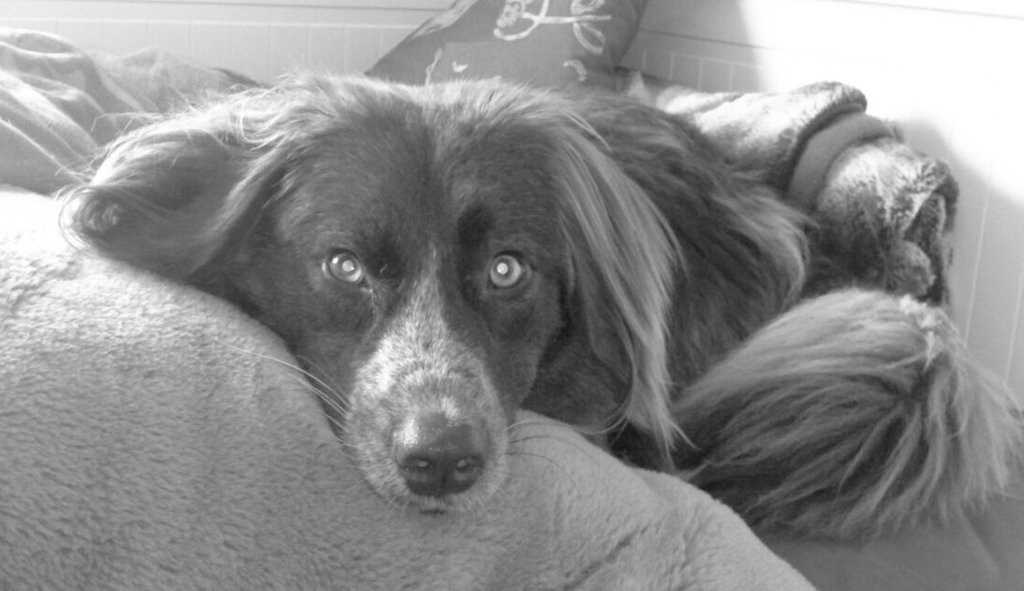 spurtifix's tweet photo. @MNuenning Gute Reise, kleiner Linus🐶🌈🖤

#ehrenspalierfürlinus https://t.co/eX4vmIwByP