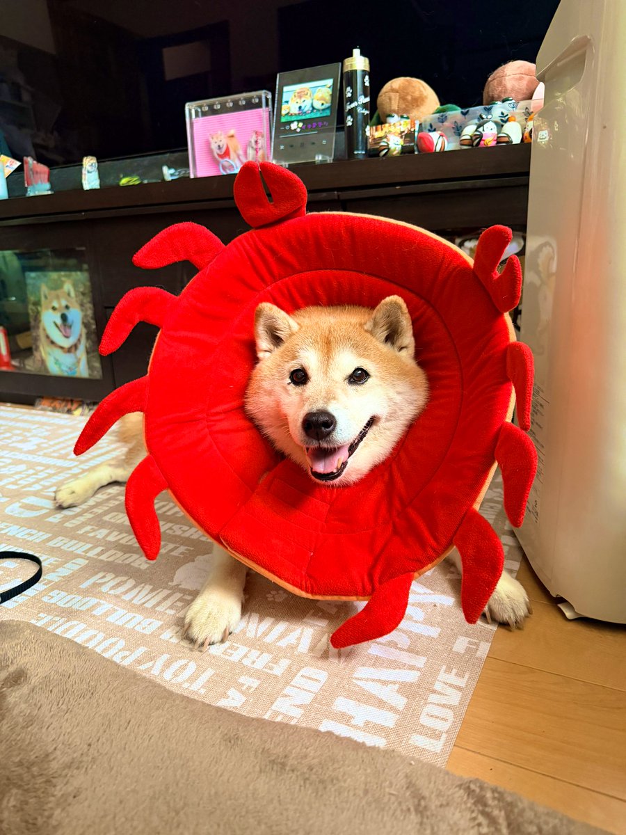 しばライオンページ ライオンをChatGPTで描いて遊んでいた｜toku_happy＠50代の気づきと発信