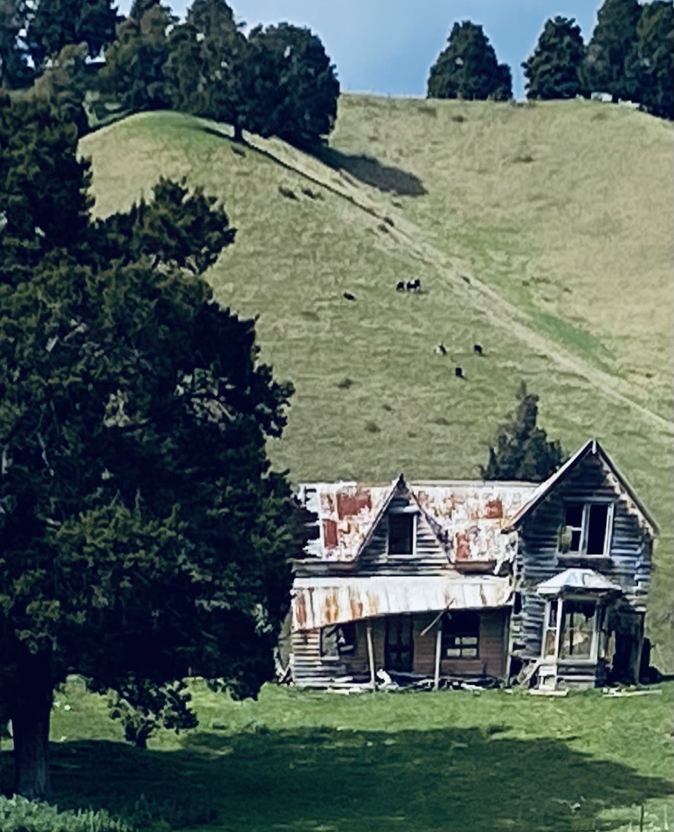 Once grand old lady , #lucky to be still standing. Waiting for God or a strong gust. #NewZealand.#kiwi
