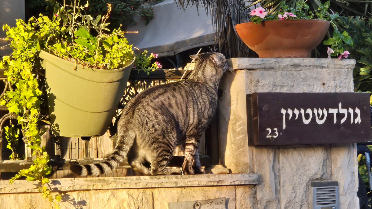 זה החתול שלי אבל זה לא הבית שלי 🧐