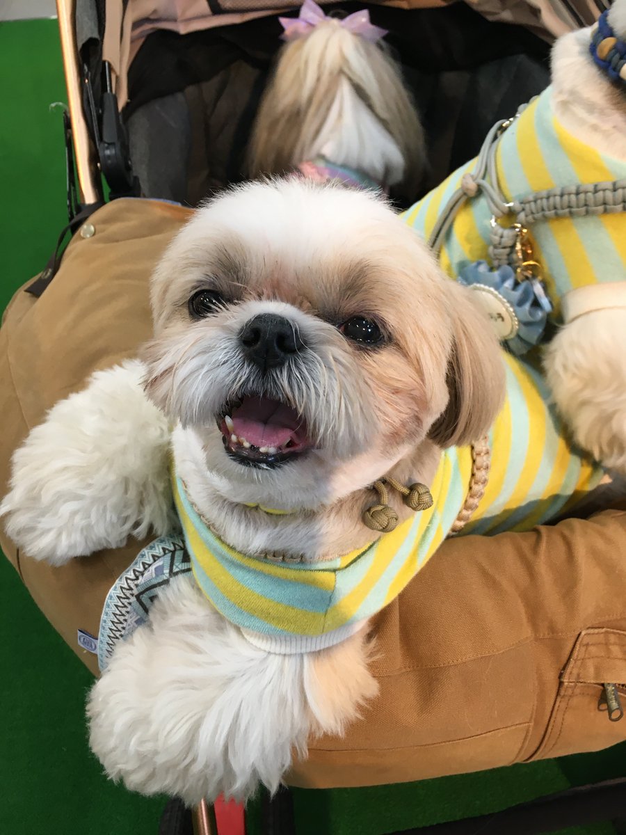 正規品♡シーズー柄プリント毛布♡ブルー 🐶Lovely Shih Tzu Dogs🐶 ❤ シーズー大好き