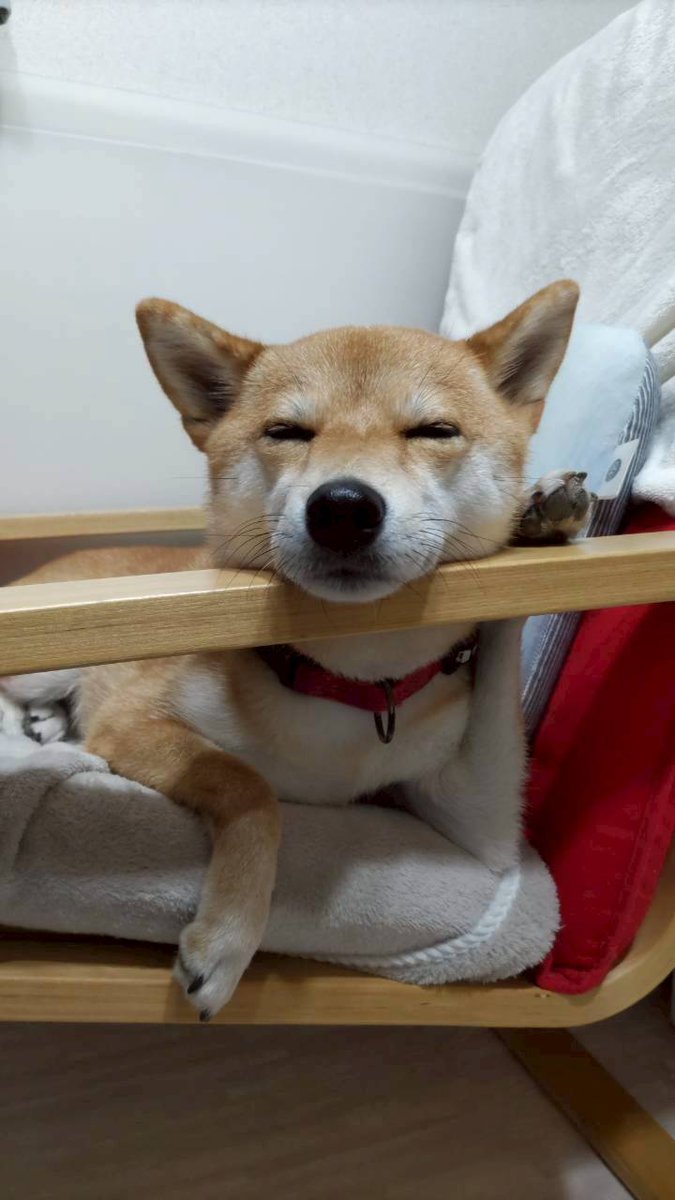 悟りを開いきそう…