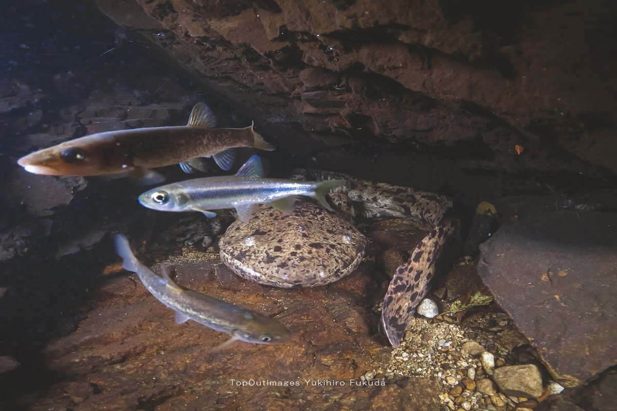 NPO法人日本ハンザキ研究所【公式】 (@NPO_hanzaki_H20) / Posts / X