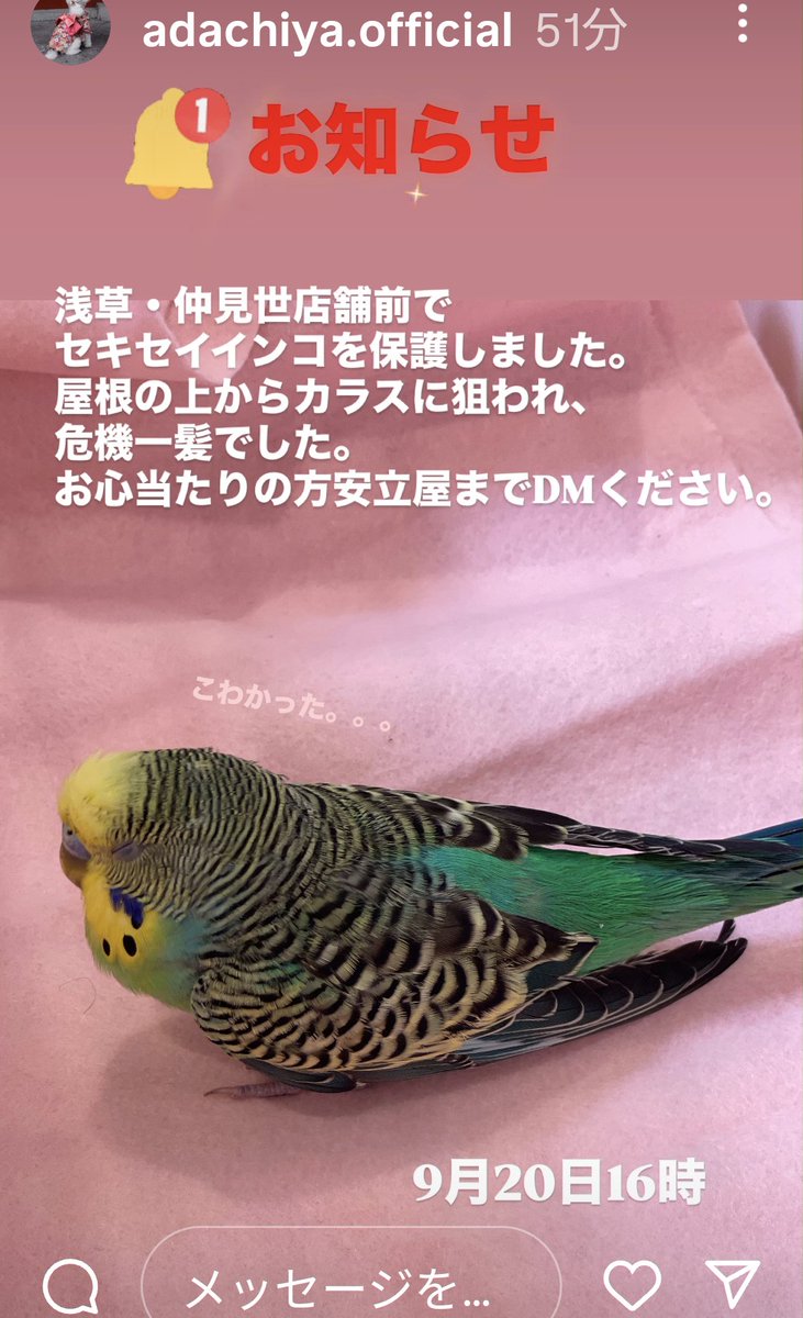 インコ - Search / X