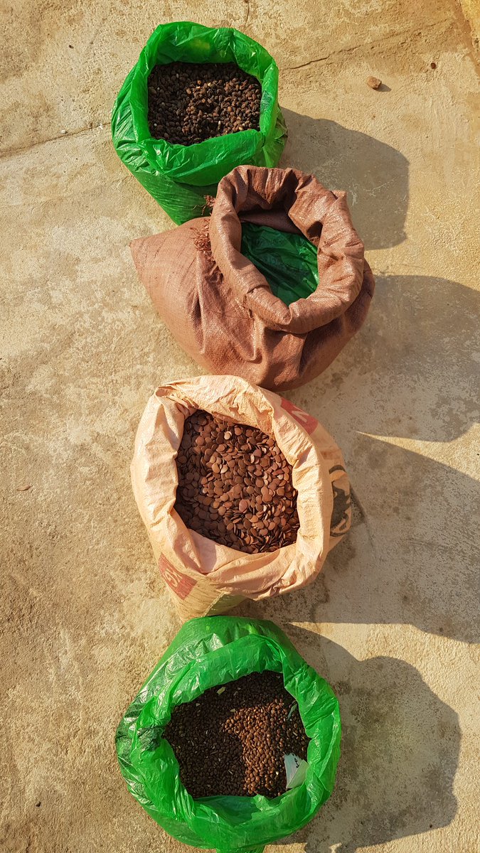 We have started receiving seeds towards our Chongwe Reforestation Initiative where we are going to plant 20,000 trees. The acacia seeds came from Livingstone and the Mtondo seeds came from Serenje.

Send us a message if you want to supply us native tree seeds. WhatsApp 0965976490