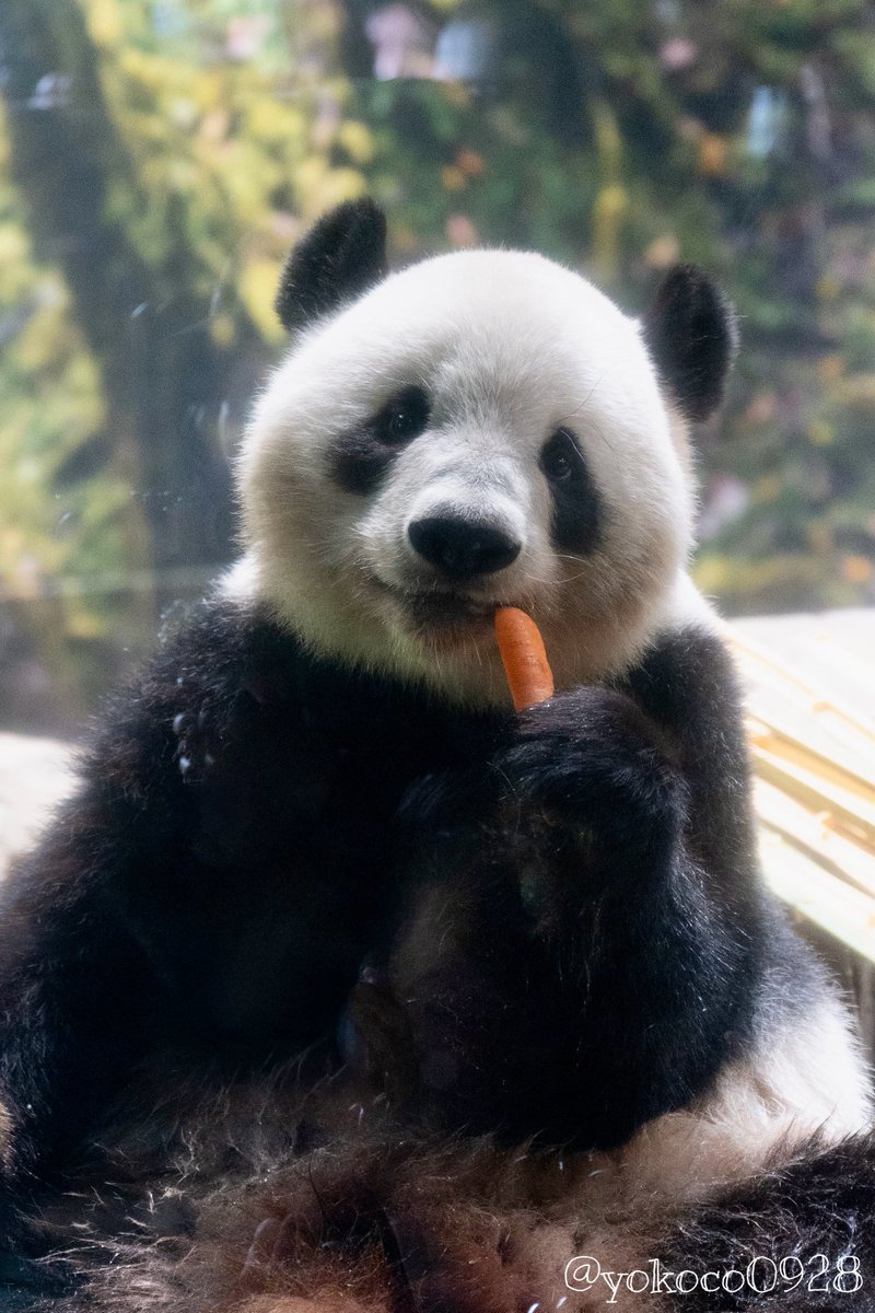 パンダ様ご確認ページ よここ🐼 (@yokoco0928) / Posts / X