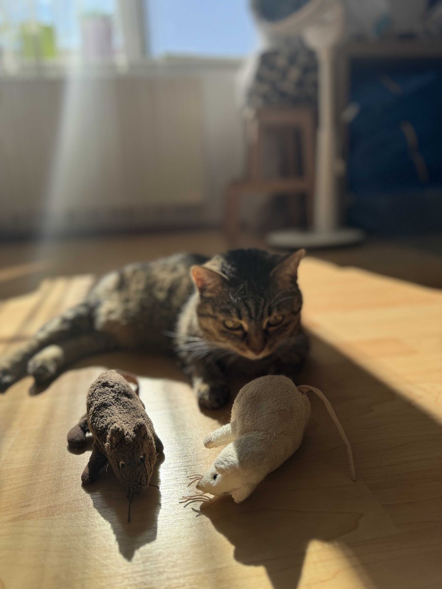 Medvidekpu's tweet photo. 🐈 #sisithecat si užívá sluníčka. A jak se bude to sluníčko po podlaze posouvat, tak se bude posouvat i ona. https://t.co/ckCCNAZ8ou