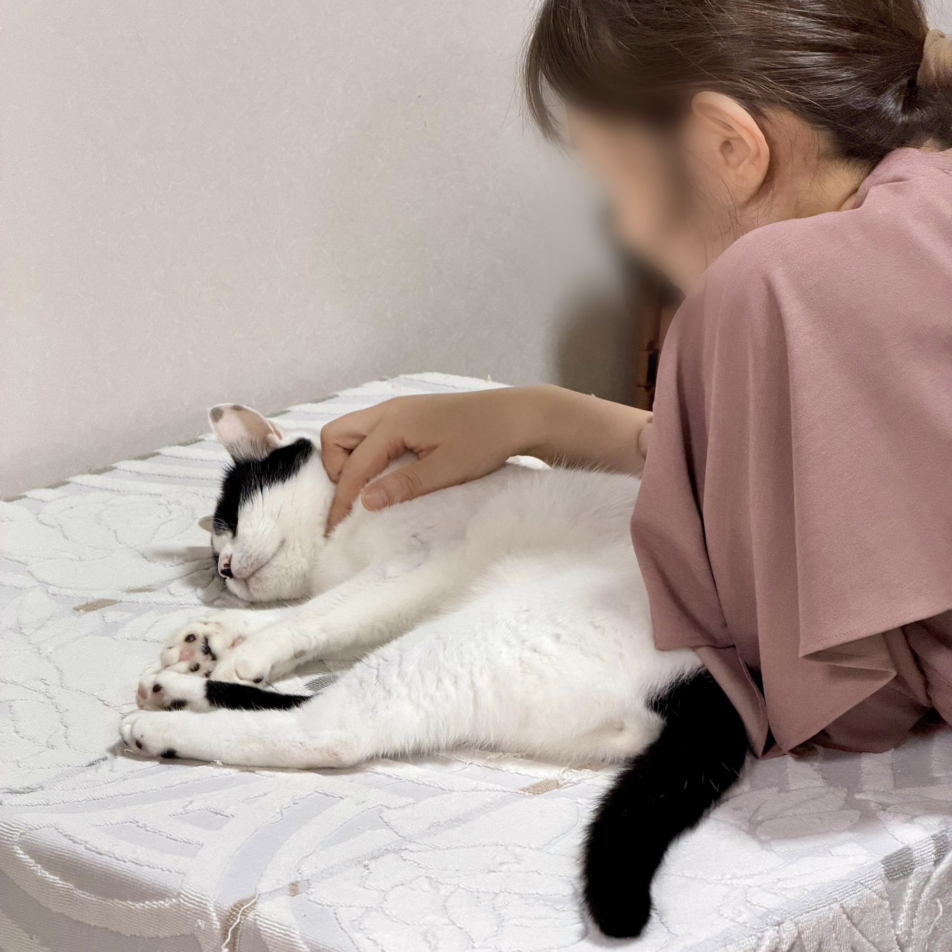 ロメロ・ブリットの猫による再解釈 Amazon | プロプラン 避妊・去勢した猫の体重ケア サーモン