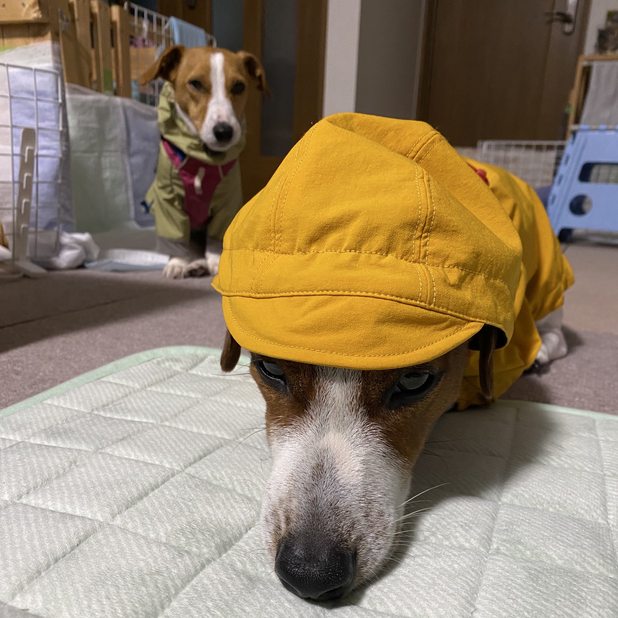 ☆Dol ページです☆ POSH ライブDio-ZX '94-'96用 レーシング CDI デジタルスーパー