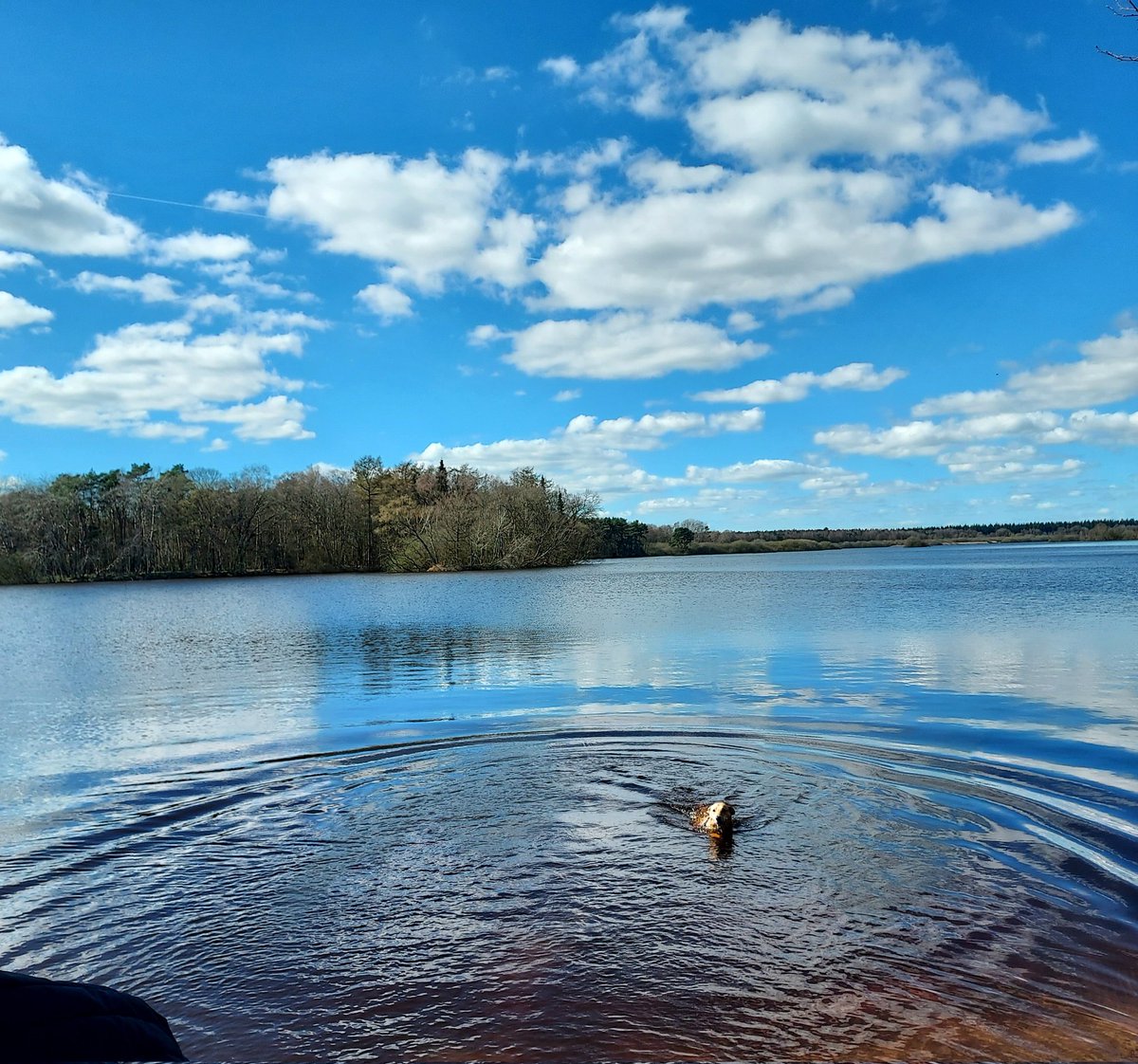 chriz31_07's tweet image. It’s “Simple Saturday”!

#HappySaturday
Please share a photo that simply brings you joy!

Walk the dog..🐕