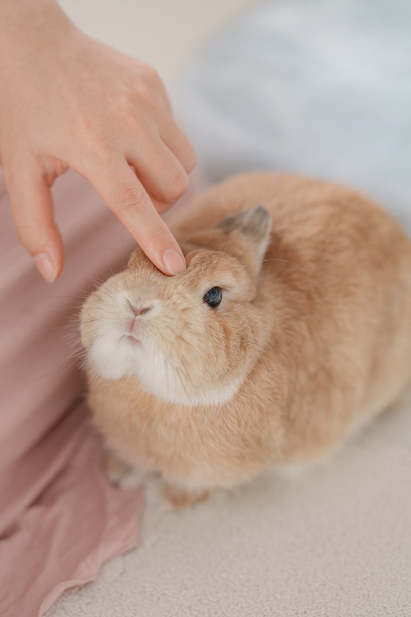 鼻撫で大好きうに🐰✨
⁡
いつもお鼻を撫でられると顔が上がっちゃいます🥰
⁡
#うさぎ