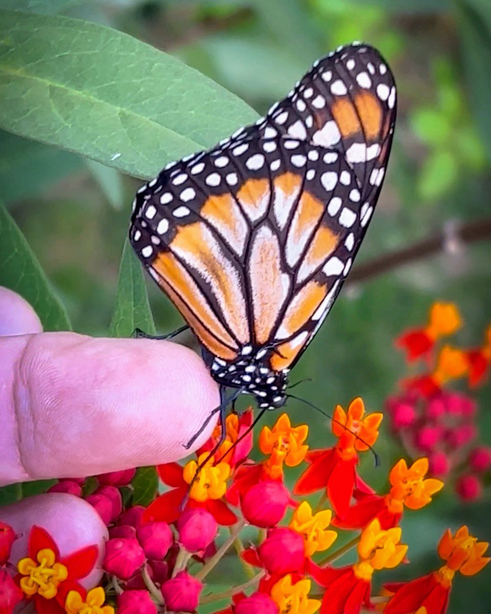 JuAn ☀️🇦🇷😎🐸🏍🏖 (@juanxj56) on Twitter photo <a href="/DailyPicTheme2/">Daily Picture Theme</a> An #incredible interaction between the delicacy of a monarch and human tenderness, suspended in a moment of pure harmony.
#DailyPictureTheme <a href="/DailyPicTheme2/">Daily Picture Theme</a> An #incredible interaction between the delicacy of a monarch and human tenderness, suspended in a moment of pure harmony.
#DailyPictureTheme
