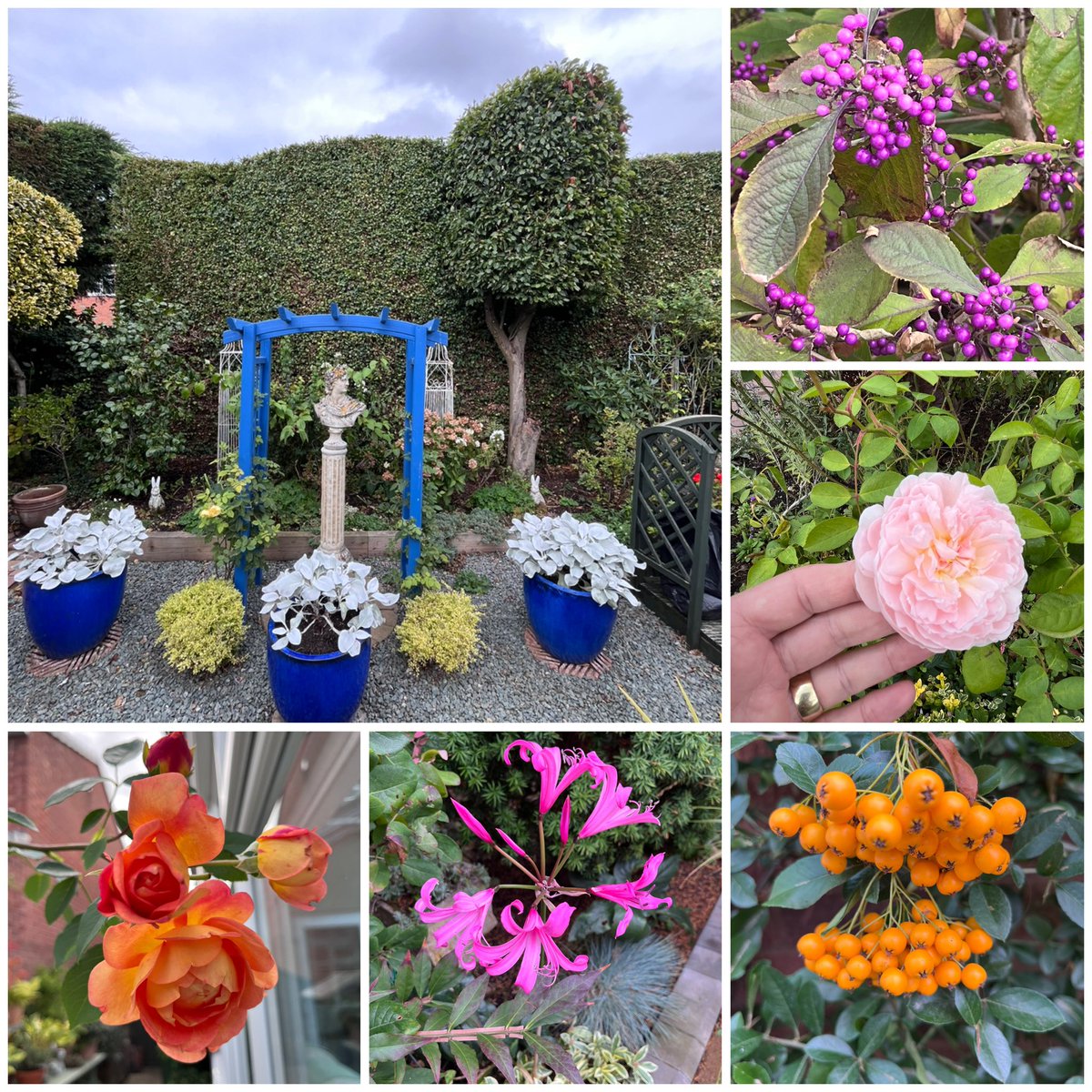 Good morning everyone. Happy Saturday folks. Have a good one. #SixOnSaturday #gardening #gardeninglife