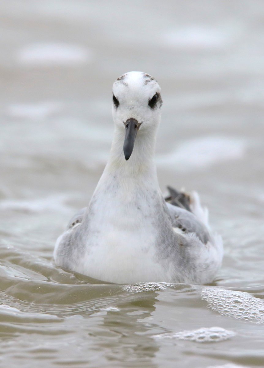 Cool to come across a Grey Phalarope earlier this week. I nearly walked past the tiny waded during my early morning walk along the Ceredigion coast. Luckily it stayed all day and good friend Paul Leafe got these images. In Welsh Llydandroed - ‘Widefoot’ due to its lobed toes🏴󠁧󠁢󠁷󠁬󠁳󠁿👍