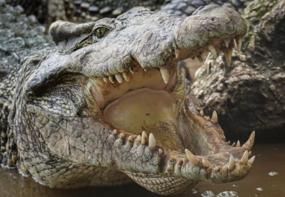 .<a href="/Gatorland/">Gatorland Orlando</a> ambassador @TheSavannahBoan travels from Cuba to Australia for conservation work

Reporting by <a href="/GabrielleRusson/">Gabrielle Russon</a>

flapol.com/3Vu4uRI

#FlaPol