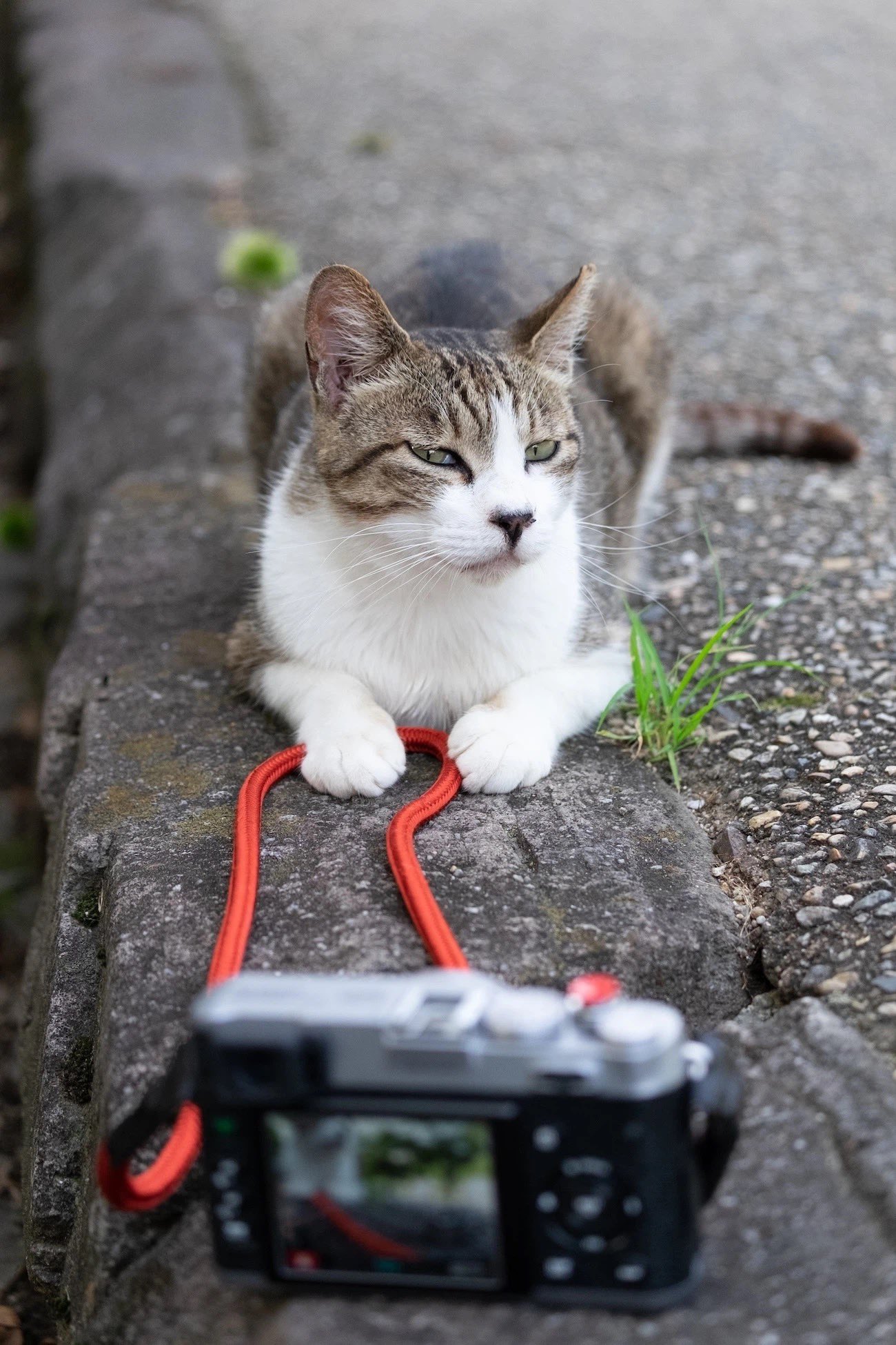 あおいとり🐱写真集「ずっと気まま猫」発売中 on X: 