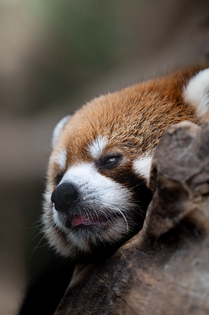 MiYaBi_photo_95's tweet image. #国際レッサーパンダデー