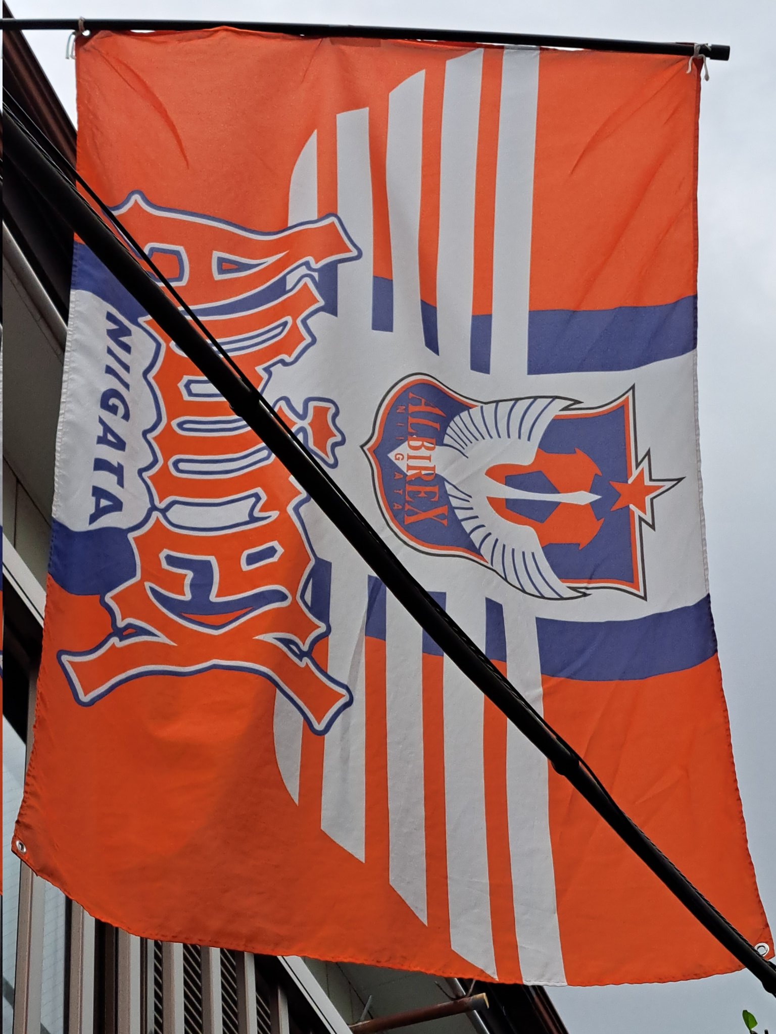 ねこねこアルビ② on X: 