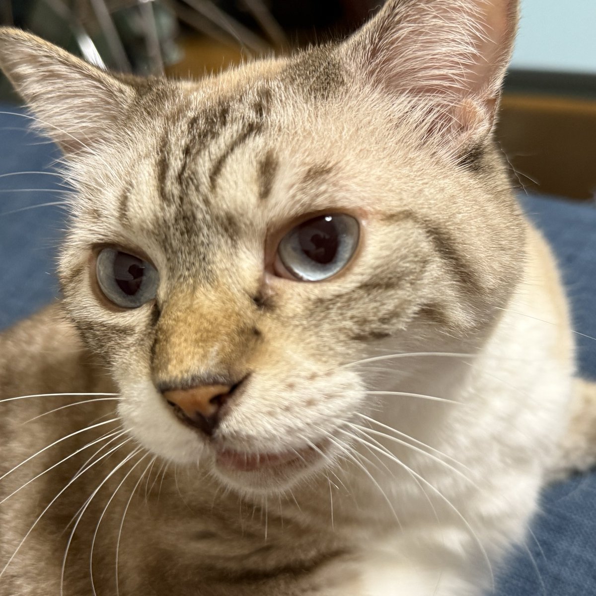 猫B 最終値下げしました！ 更に、古くて素敵なクラシック・レコードたち/村上春樹