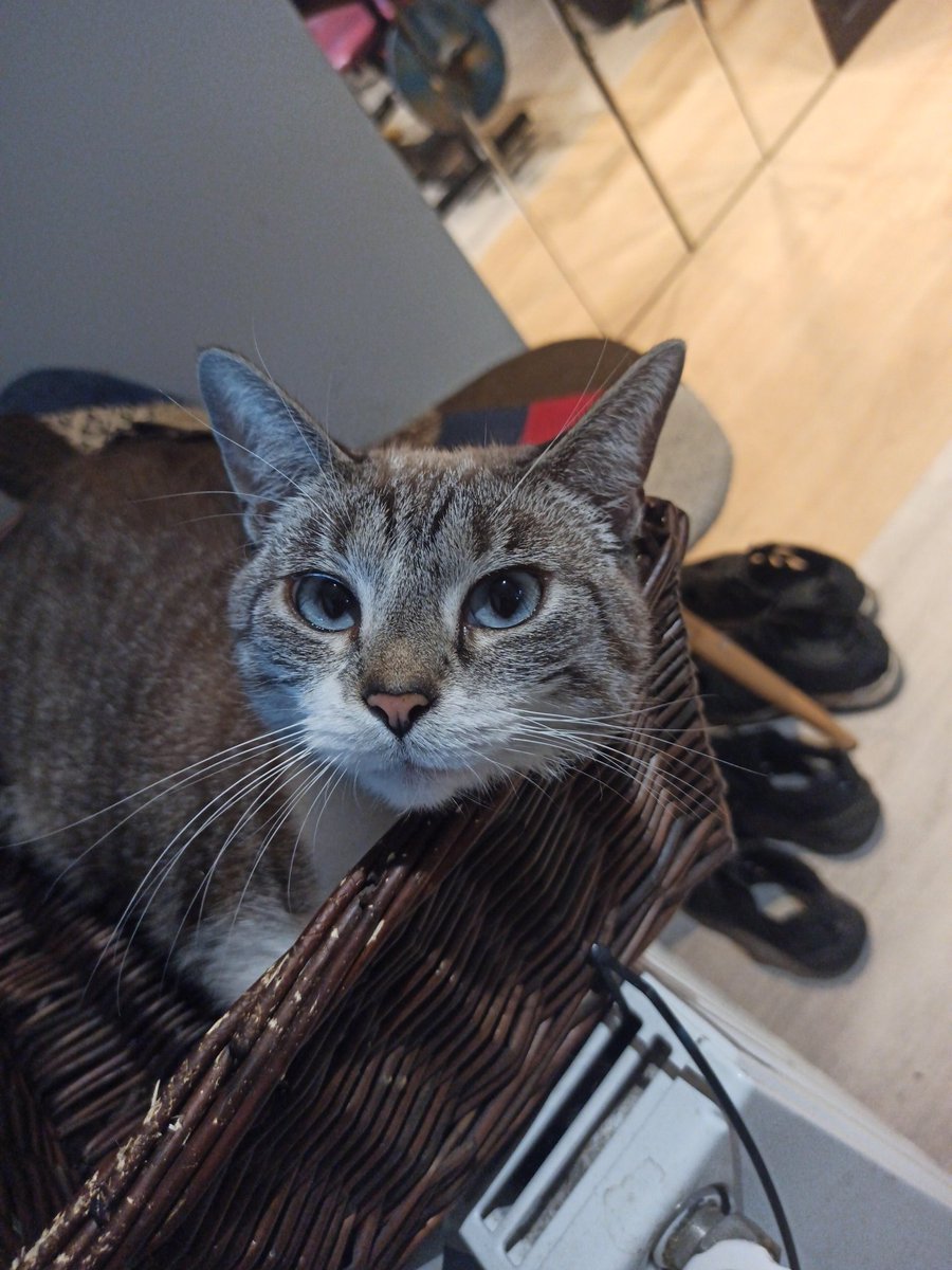 's tweet image. Komu sobota temu #fullbodyworkout 😂
A ChceMiś dzisiaj ostro z tymi #dumbell.s działał 💪

NIE wiem ile do lata 🤔, @karolldo317676 pytanie do Ciebie 😂 🤭

Pranie później...

Y e t i 🐈‍⬛ gromadzi energię cieplną 🔥 z grzejniczka 😂

Udanego weekendu 💋 👊