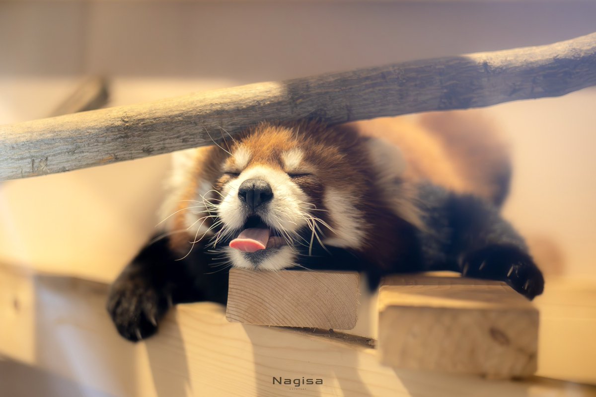 Nagisa_photo77's tweet image. #国際レッサーパンダデー 🫶🏻