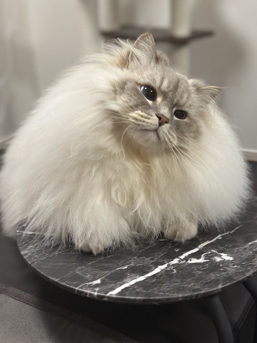 飼い主からしたら自分の子が世界で1番可愛いんですよ
うちの子が1番可愛いでしょ？って聞いた訳でもないのに、突然「この子よりもっと可愛い子います」って言ってくるのは普通に失礼だよ…
それぞれ趣味があるし思うのは自由だけど言ってくるなよ…
いれぶんは世界一可愛いよ😭