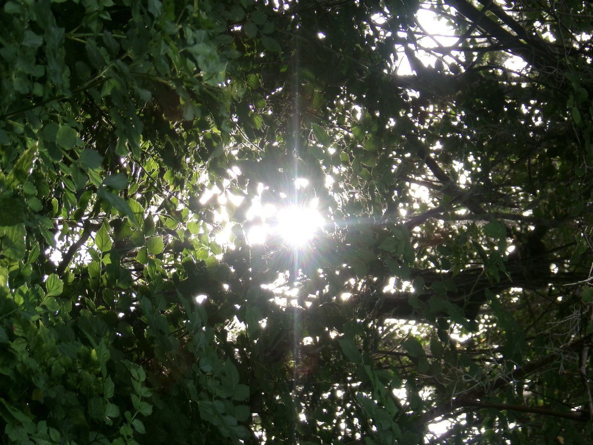 evil elly tweet media