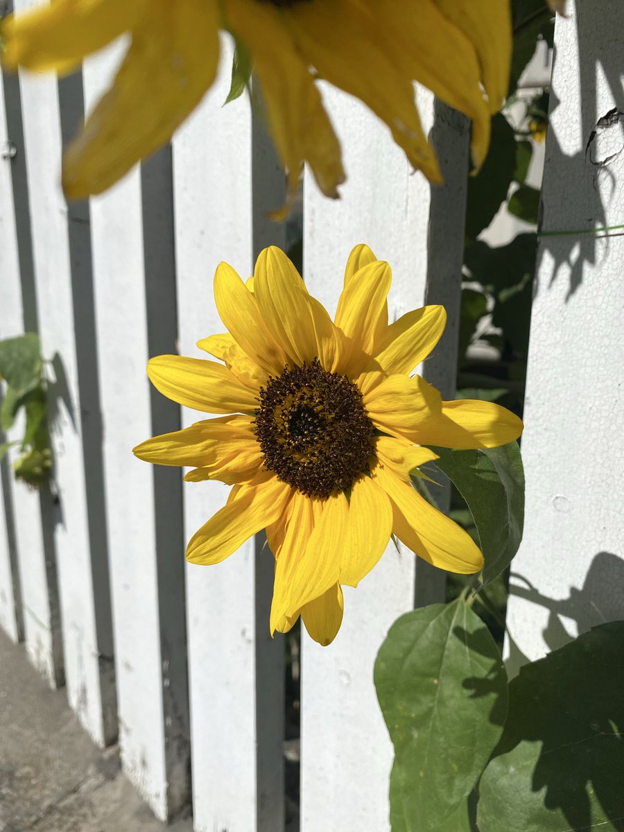 Sonia Zuccaro tweet media