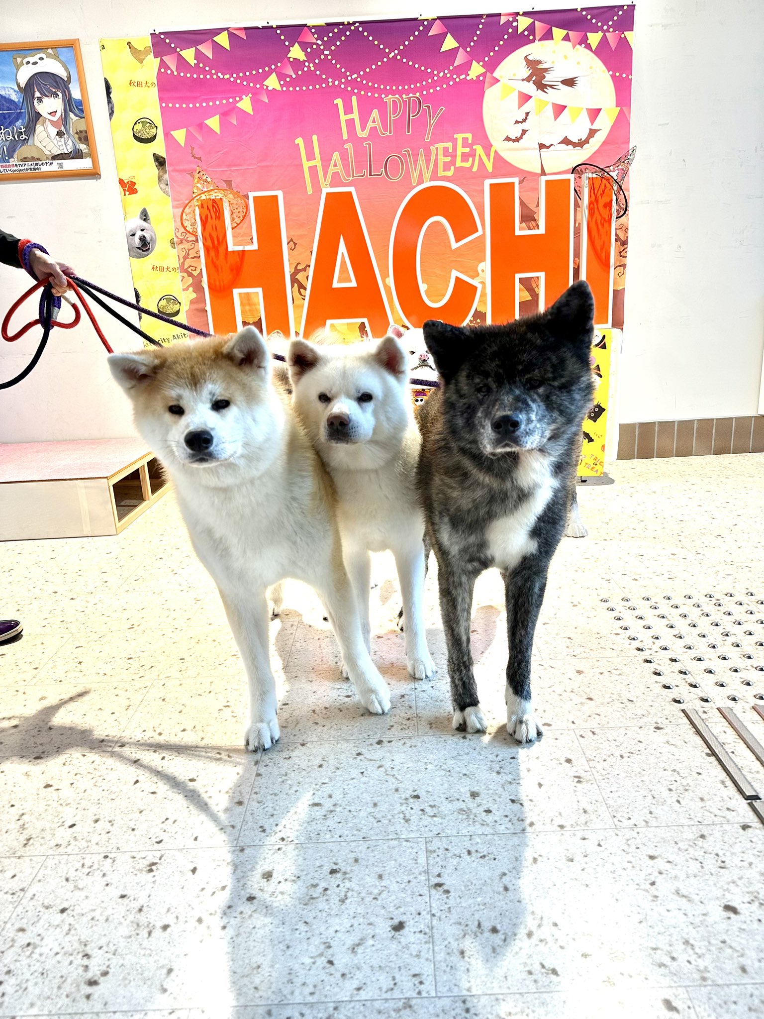 秋田犬の里【公式】 on X: 