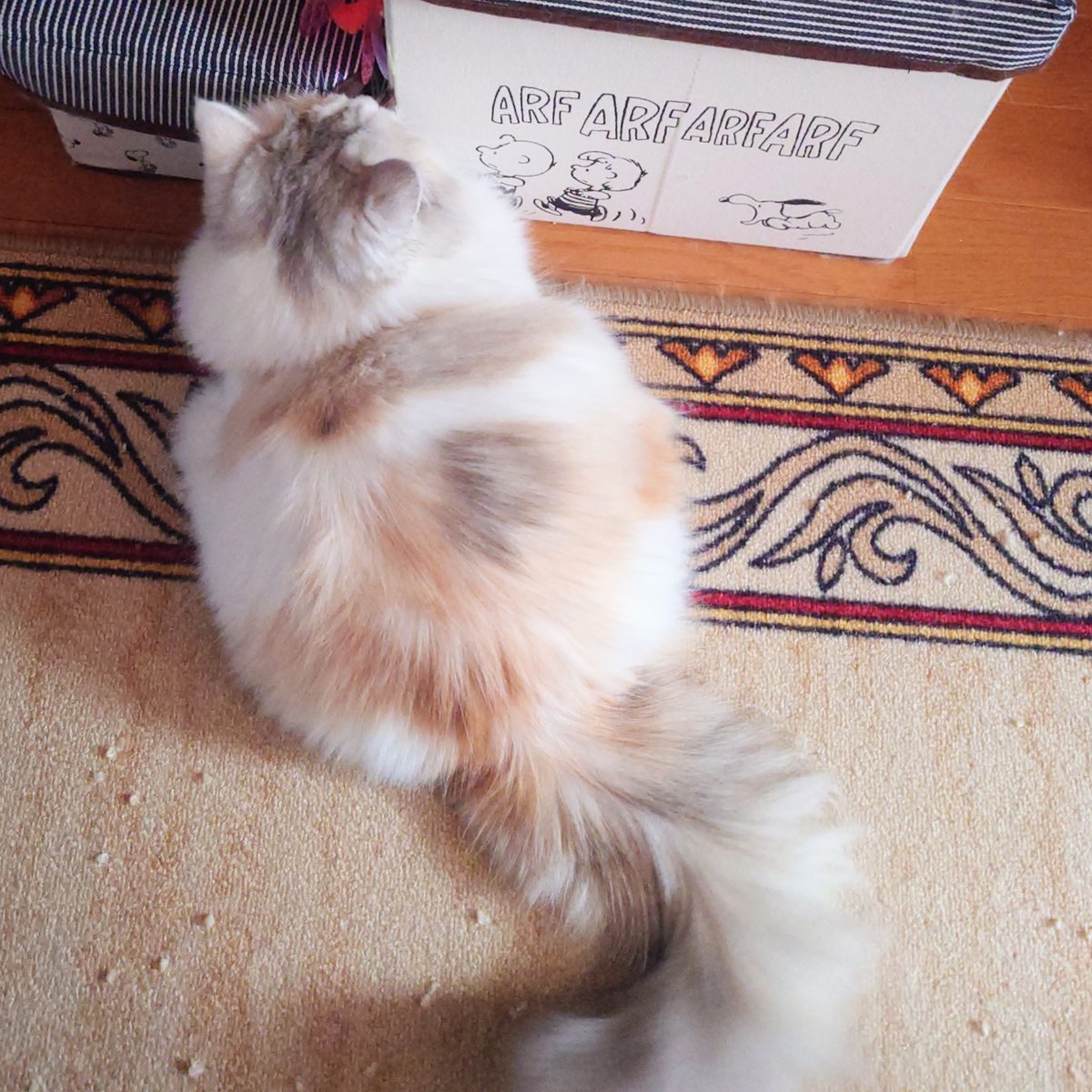123_n0_neko's tweet image. 丸いねぇ😊

#猫 #ミヌエット