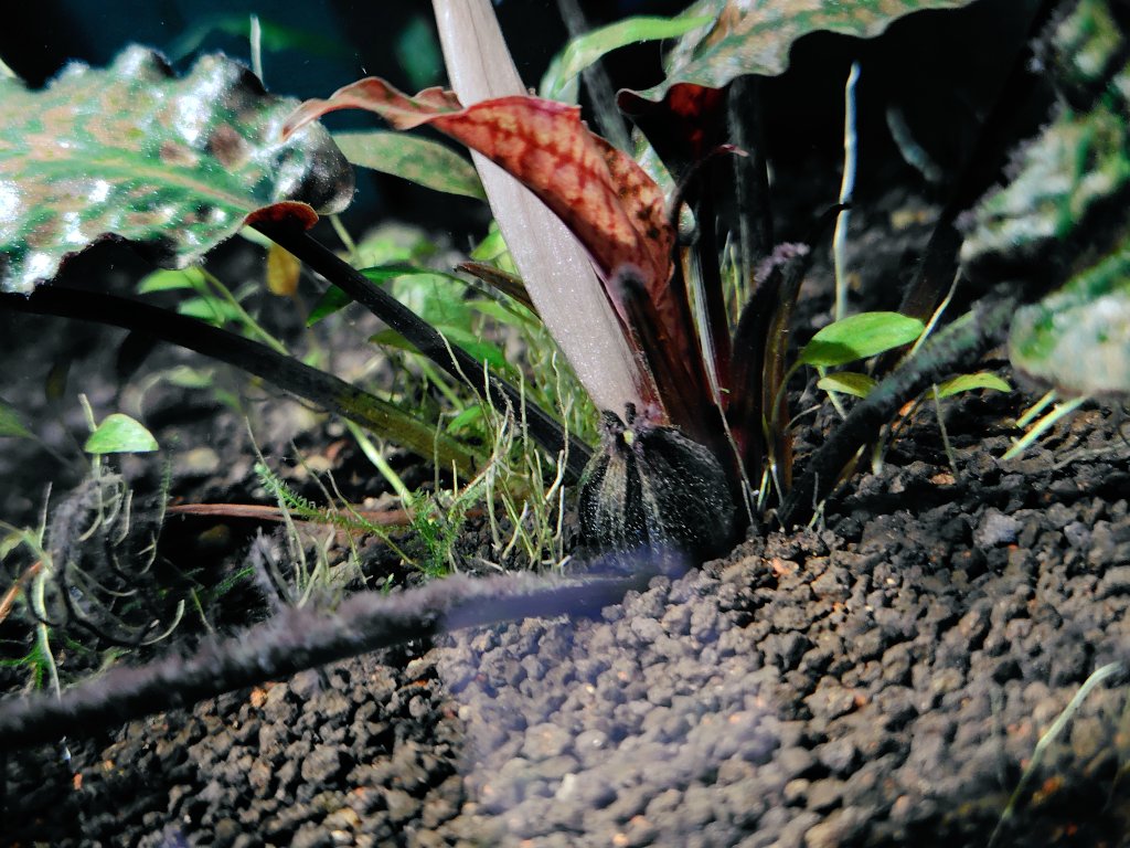 Cryptocoryne sp. Mempawah （斑入り）クリプトコリネ