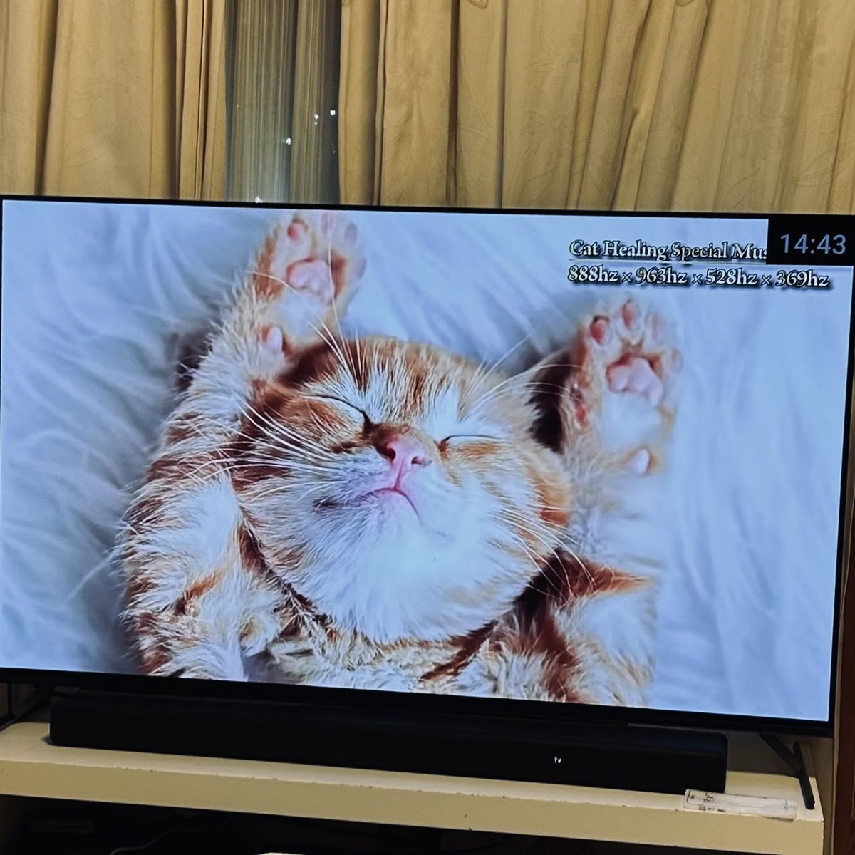amu_chat's tweet photo. 新しい家族がやってきて半月が経過しました。
お昼寝にYouTubeで
Cat Healing Special Musicを . 。💤
テレワークの日に試してみたい🤍 https://t.co/mFLWi93UKh