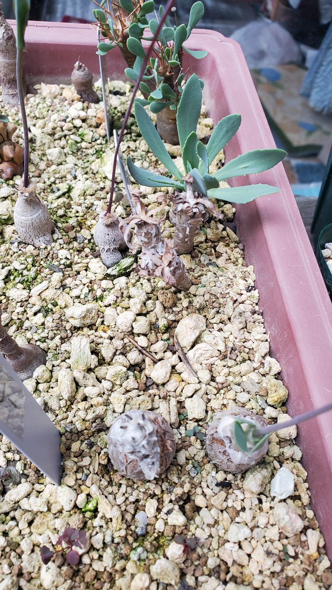 産地つき塊根軍団、だいぶ動き出してきたぜ

みんな可愛いしょ😁

個人的にはフィリカウリスが一番可愛いかな

フルセットならメルカリの半額にするから、気になる人は声かけてね