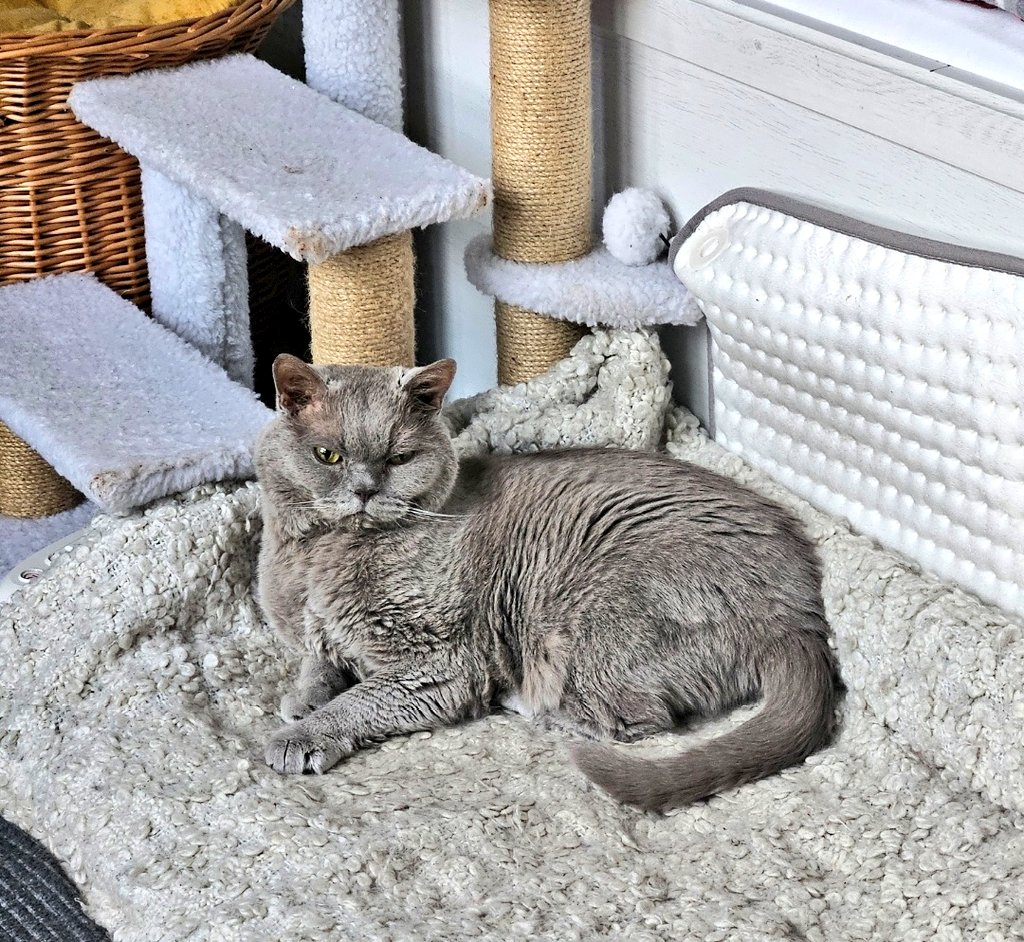 Guten Morgen #Twitterrudel, das ist eins seiner letzten Fotos, 19 Wochen ohne meinen Toni 😢, vermiss dich 💔.
Wir haben 2 🌈 Neuzugänge, Linus u.
 Pauli, sie wurden liebevoll empfangen ✨.
#EhrenspalierfürLinus 🖤
#EhrenspalierfuerPauli 🖤
Schönes Wochenende, Tonis Frauchen😘