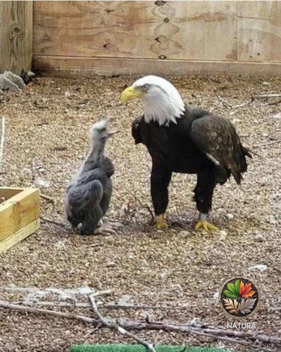 📍Questa è la storia di Murphy, un'aquila calva disabile che ha commosso il mondo. Nel marzo 2023, ha iniziato a costruire un nido e a prendersi cura… di una roccia. La trattava come se fosse il suo pulcino, la difendeva con coraggio e la vegliava giorno e notte.
⬇️