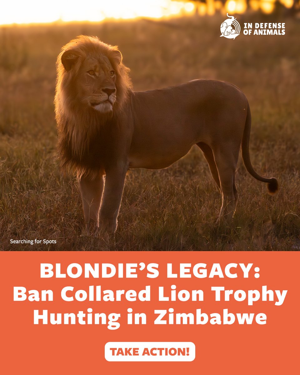 IDAUSA's tweet image. Blondie, a collared lion in Zimbabwe, was shot by a trophy hunter. Take a stand &amp;amp; urge the Zimbabwe Tourism Department to ban lion hunting now! 
✍️ bit.ly/46p4XJT
Pls RT and support our work bit.ly/4gy2m5a
#StopTrophyHunting #ProtectLions #WildlifeConservation